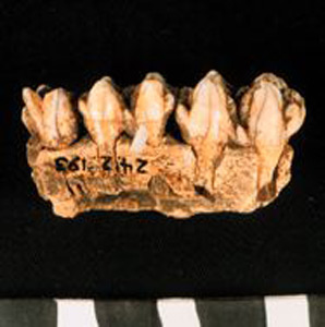 Thumbnail of Biospecimen: Deer or Horse Tooth (1924.02.0193)