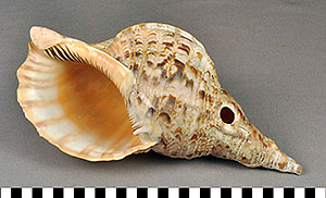 Thumbnail of Tawi, Taui, Pacific Triton Shell Horn (2000.01.0126)