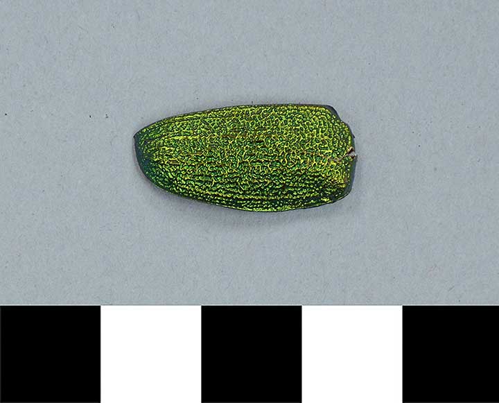 Thumbnail of Necklace: Fragment (2001.05.0079B)